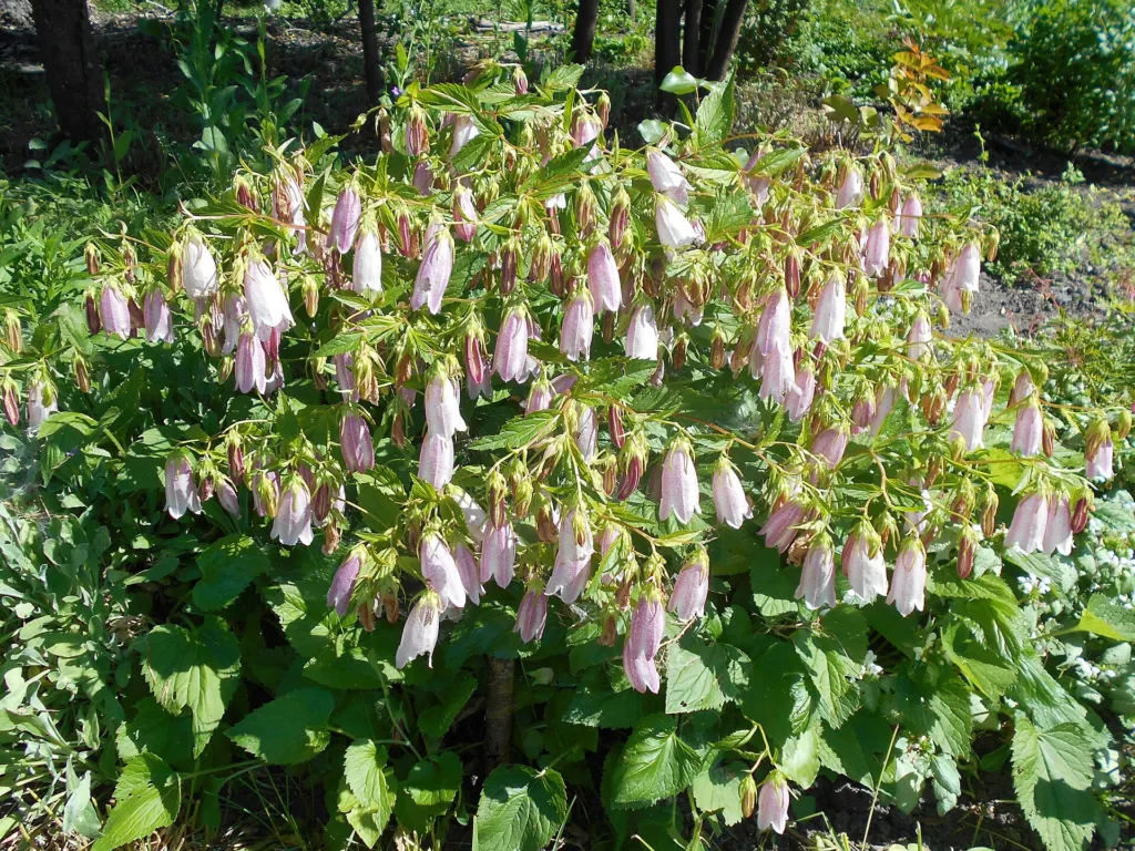 punktierte Glockenblume (Campanula punctata) – im Garten, Pflanzenfoto