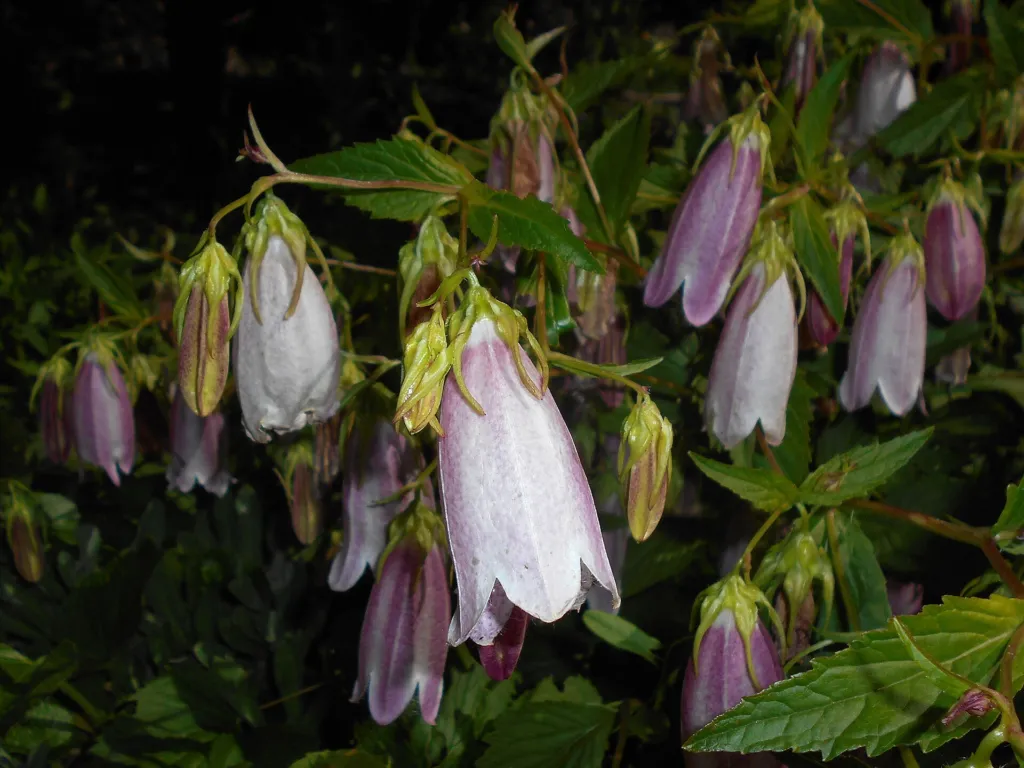 punktierte Glockenblume (Campanula punctata) – im Garten, Pflanzenfoto