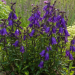 Campanula ‘Purple Sensation’ (Campanula 'Purple Sensation') – fotografia rastliny