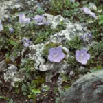 Rainer's Bellflower (Campanula raineri) – plant photo