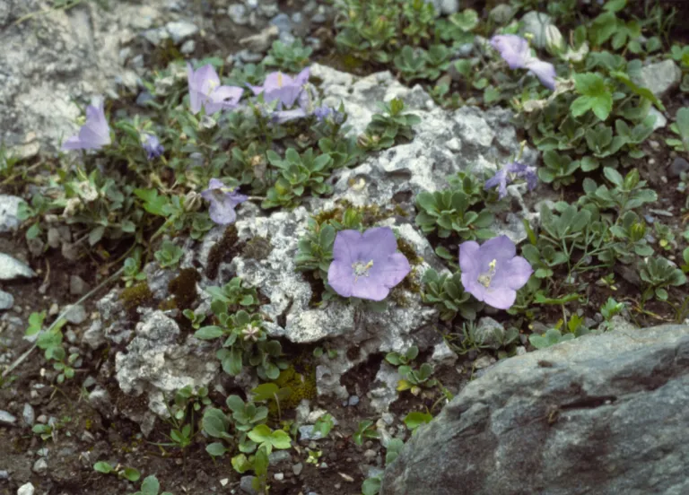 Campanula raineri