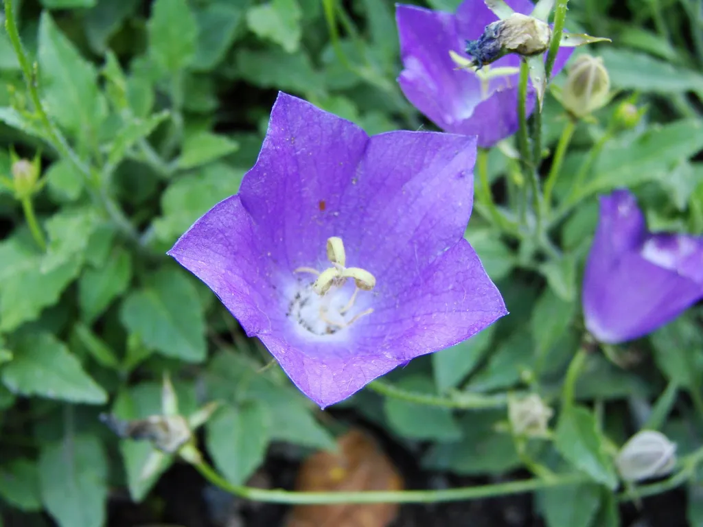 zvonček Rainerov (Campanula raineri) – v záhrade, fotografia rastliny