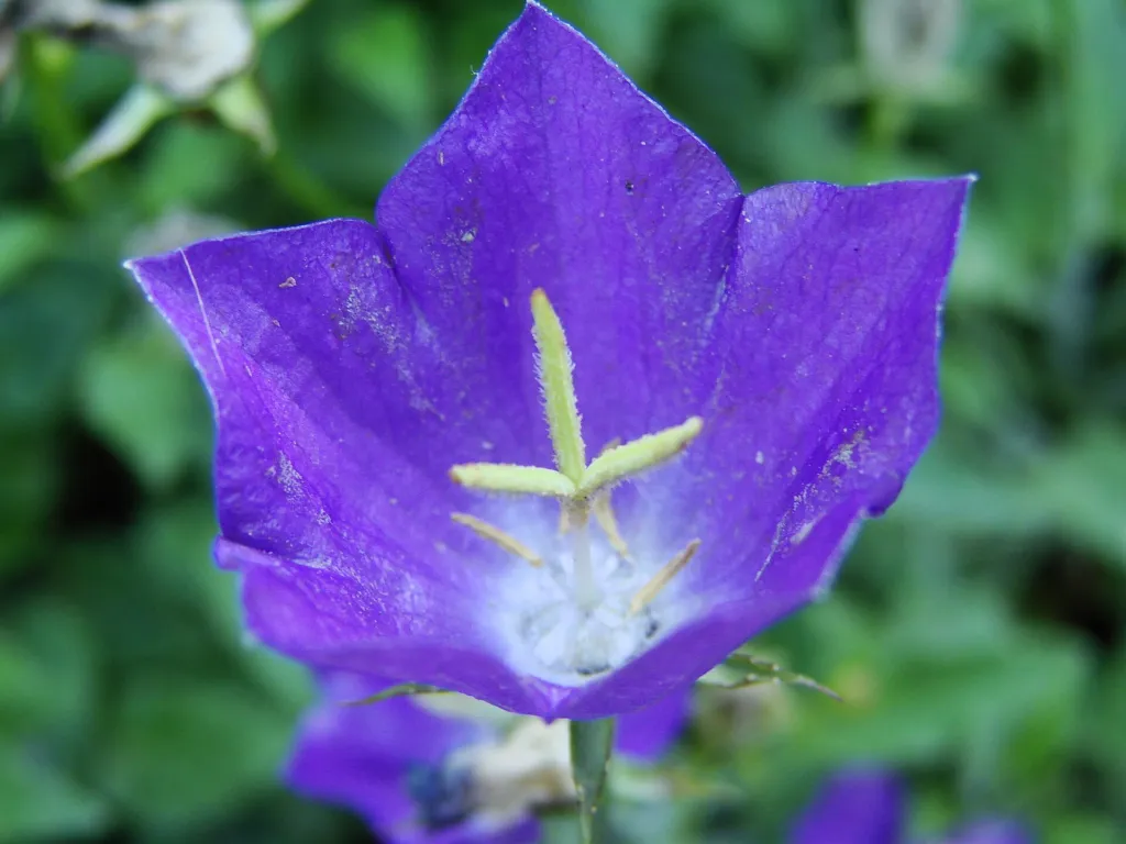 zvonček Rainerov (Campanula raineri) – v záhrade, fotografia rastliny