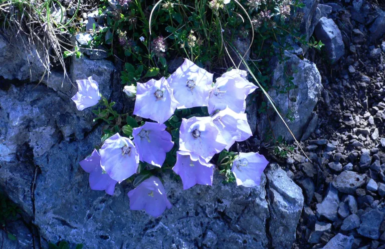 Rainer's Bellflower (Campanula raineri) – characteristic appearance, plant photo