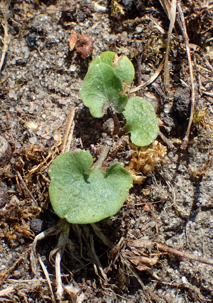 Rundblättrige Glockenblume (Campanula rotundifolia) – im Garten, Pflanzenfoto