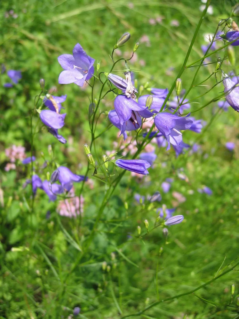Rundblättrige Glockenblume (Campanula rotundifolia) – typisches Erscheinungsbild, Pflanzenfoto