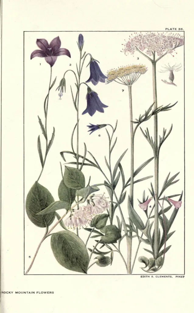 Rundblättrige Glockenblume (Campanula rotundifolia) – Blüten in Nahaufnahme, Pflanzenfoto
