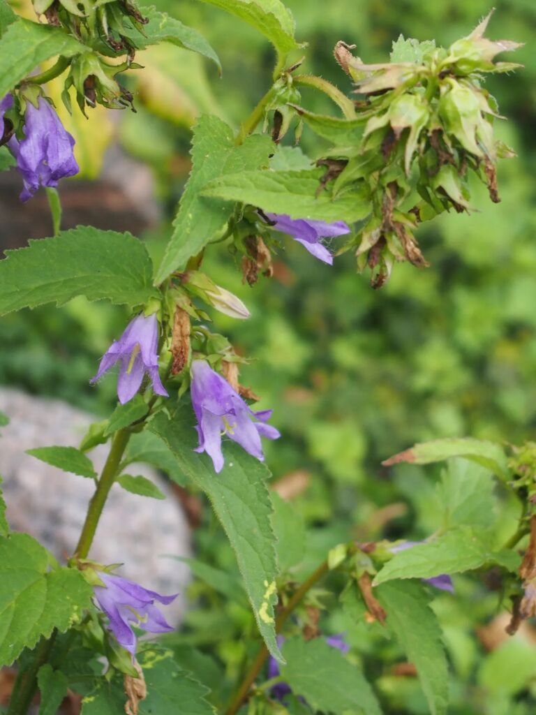 Campanula 'Trachelium'