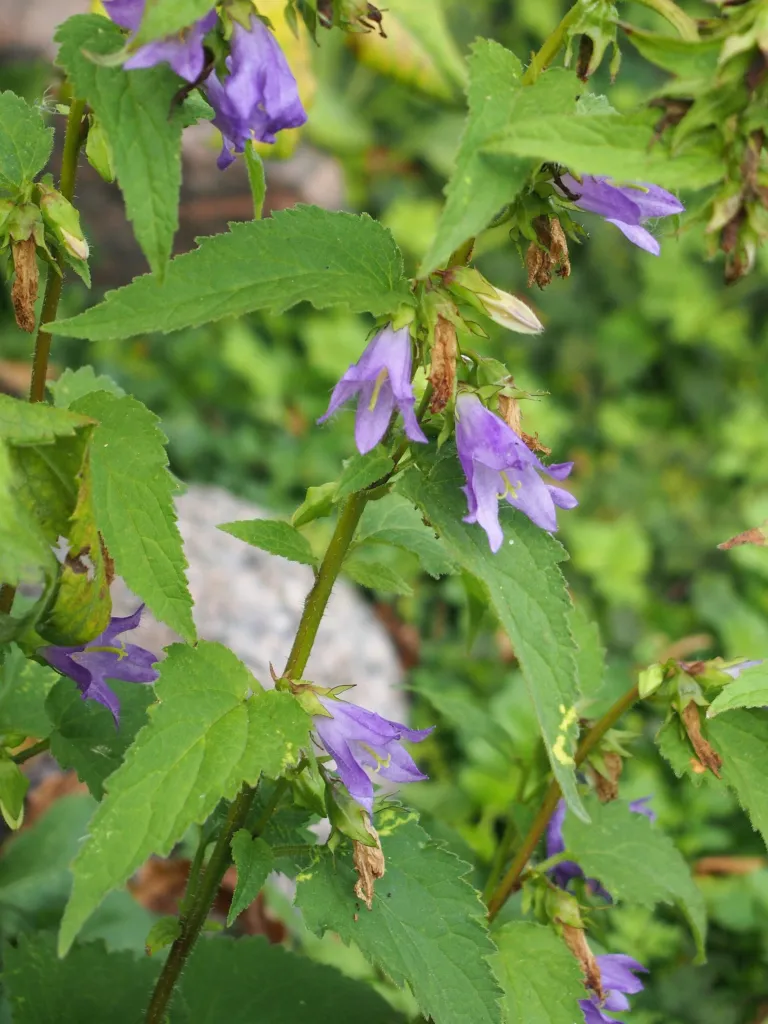 Campanula 'Trachelium' – im Garten, Pflanzenfoto