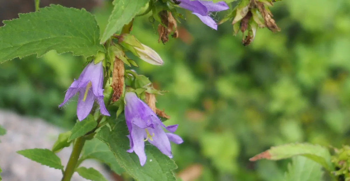 Campanula 'Trachelium' – plant photo