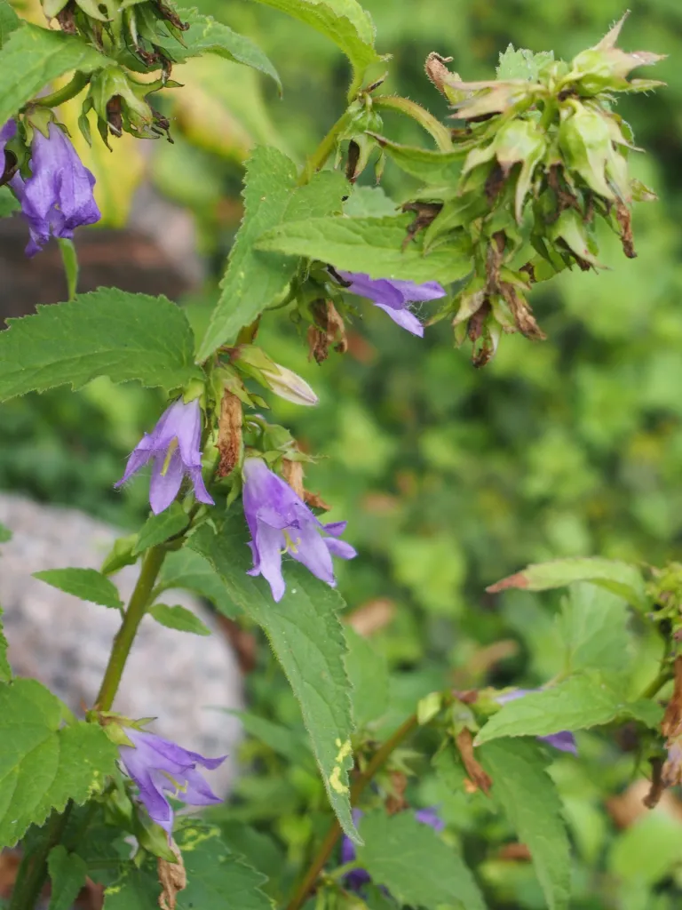 Campanula 'Trachelium'