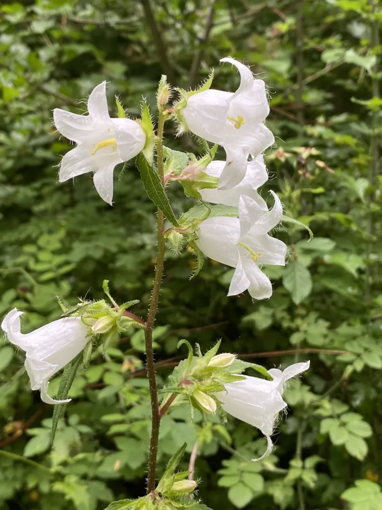 Campanula 'Trachelium' – Blüten in Nahaufnahme, Pflanzenfoto