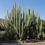 Candelabro (Pachycereus weberi) – Pflanzenfoto