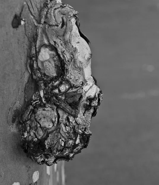 Canker Stain of Sycamore