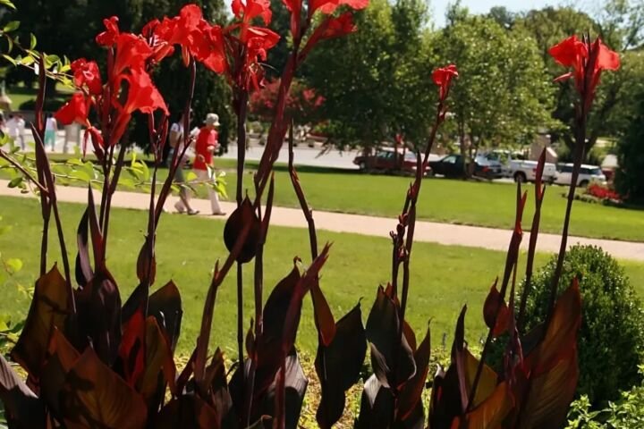 Canna 'Australia'