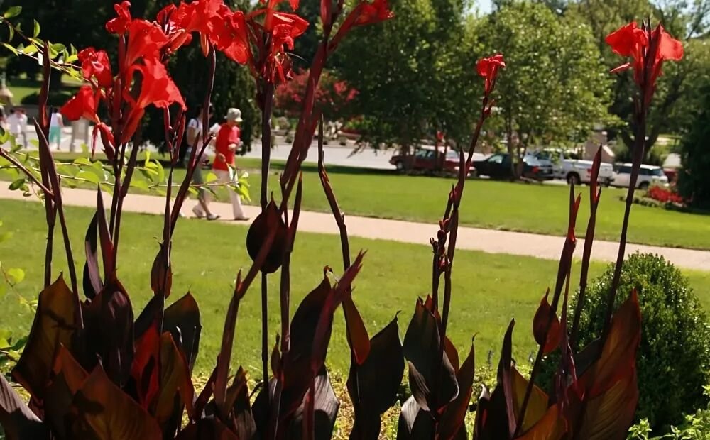 Canna ‘Australia’ (Canna 'Australia') – fotografia rastliny