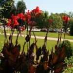 Canna ‘Australia’ (Canna 'Australia') – fotografia rastliny