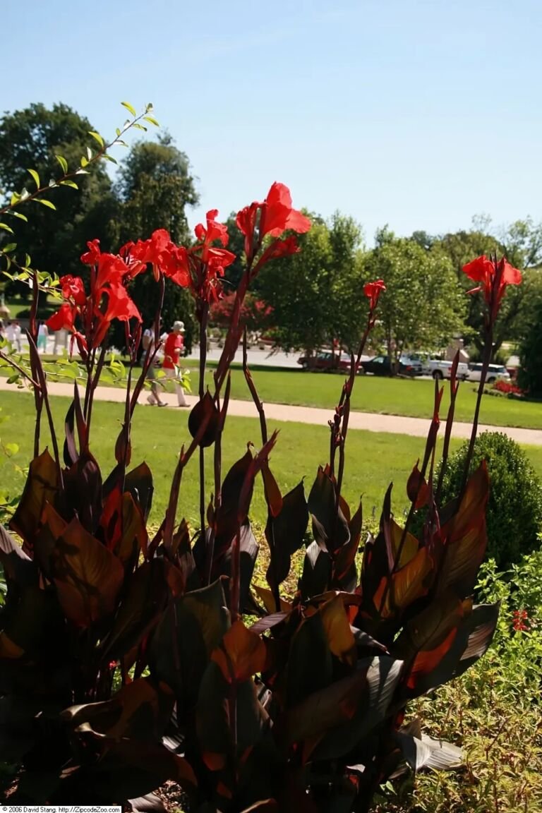 Canna 'Australia'