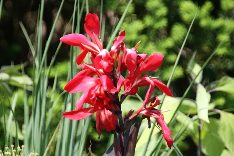 Canna lily (Canna 'Australia') – characteristic appearance, plant photo
