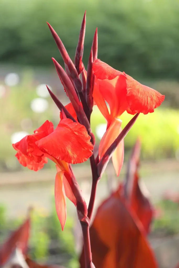 Canna 'Australia' – typisches Erscheinungsbild, Pflanzenfoto