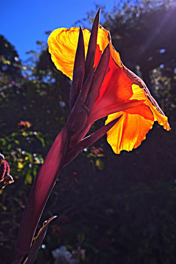 Canna 'Bengal Tiger' – v záhrade, fotografia rastliny