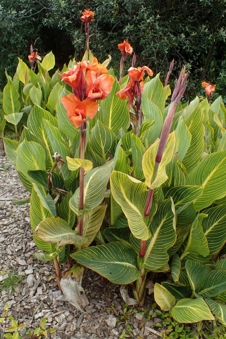 Canna lily (Canna 'Bengal Tiger') – characteristic appearance, plant photo