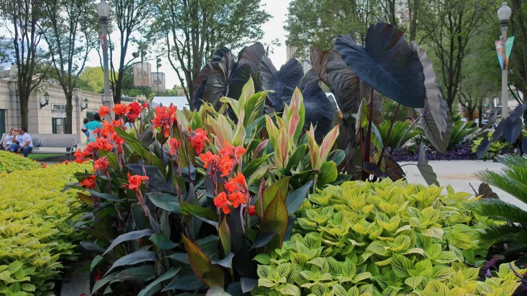 Canna 'Black Knight'