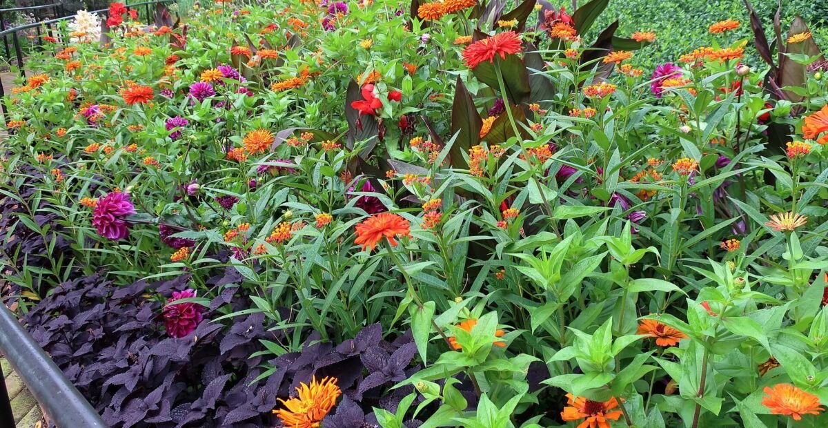 Canna 'Bronze Scarlet' – fotografia rastliny