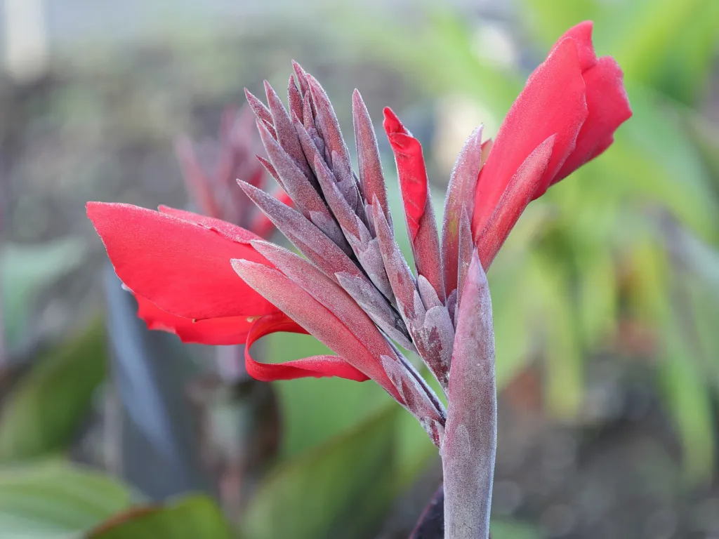 Canna ‘Bronze Scarlet’ (Canna 'Bronze Scarlet') – characteristic appearance, plant photo