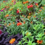 Canna ‘Bronze Scarlet’ (Canna 'Bronze Scarlet') – plant photo