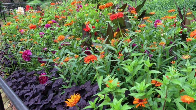 Canna 'Bronze Scarlet'
