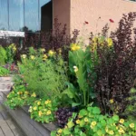 Canna ‘Cannova Yellow’ (Canna 'Cannova Yellow') – plant photo