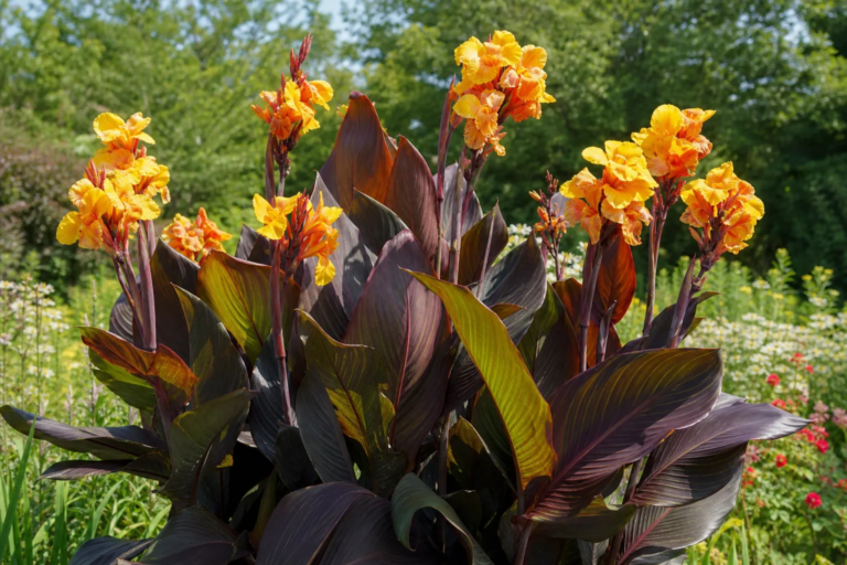 Canna 'Chocolate Sunrise'