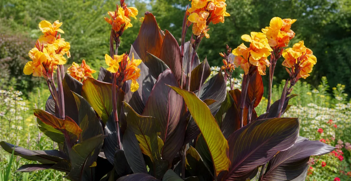 Canna 'Chocolate Sunrise' – plant photo