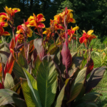 Canna 'Cleopatra' – fotografia rastliny