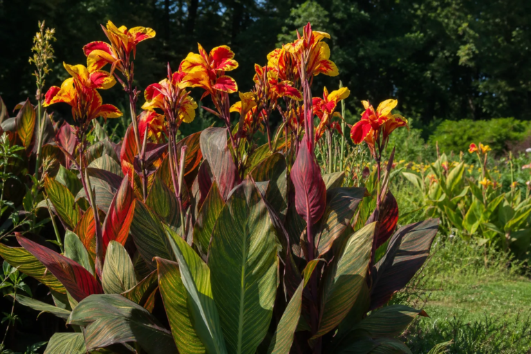 Canna 'Cleopatra'