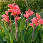 Canna 'Coral Pink' – fotografia rastliny