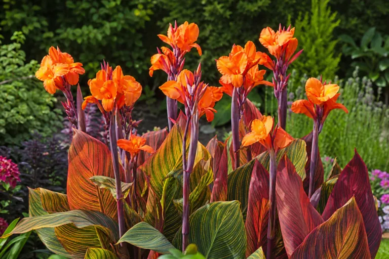 Canna 'Durban'