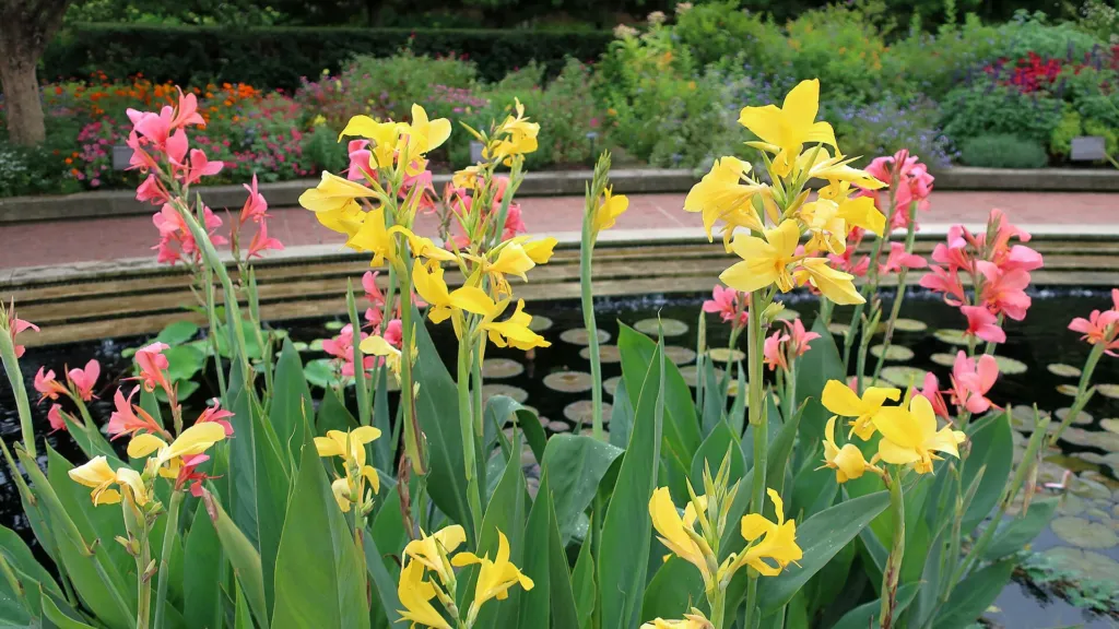 Canna ‘Erebus’ (Canna 'Erebus') – im Garten, Pflanzenfoto