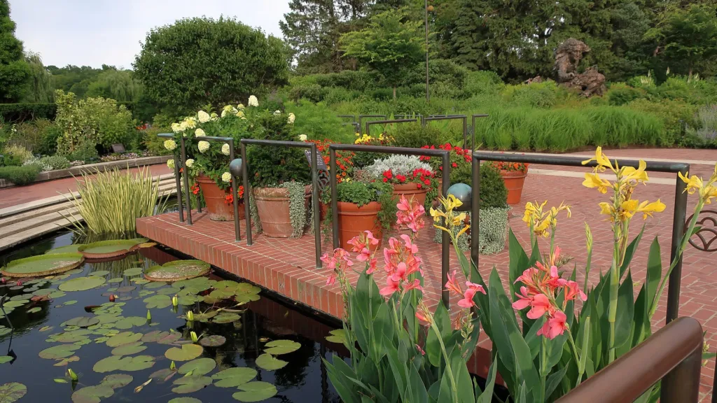 Canna ‘Erebus’ (Canna 'Erebus') – im Garten, Pflanzenfoto