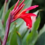 Canna 'Firebird' – Pflanzenfoto