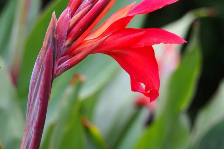 Canna 'Firebird'