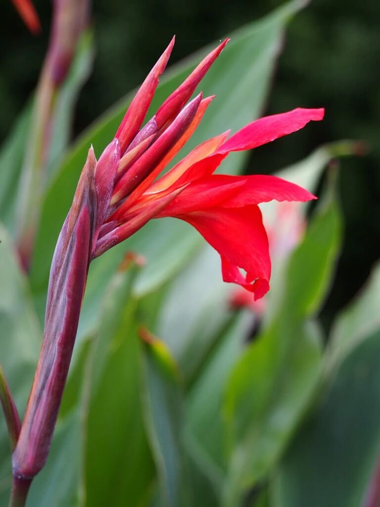 Canna 'Firebird'