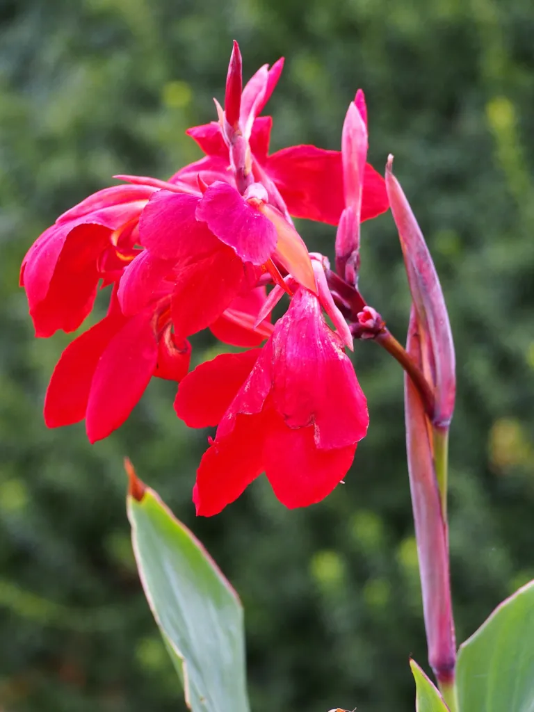 Canna 'Firebird' – v záhrade, fotografia rastliny
