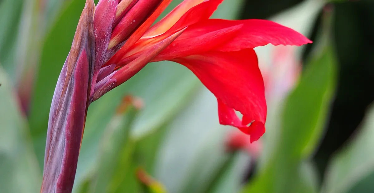 Firebird canna lily (Canna 'Firebird') – plant photo