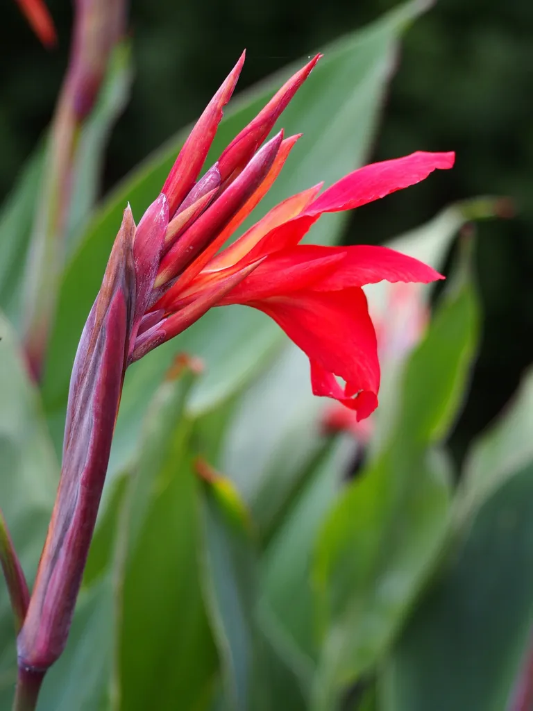 Canna 'Firebird'