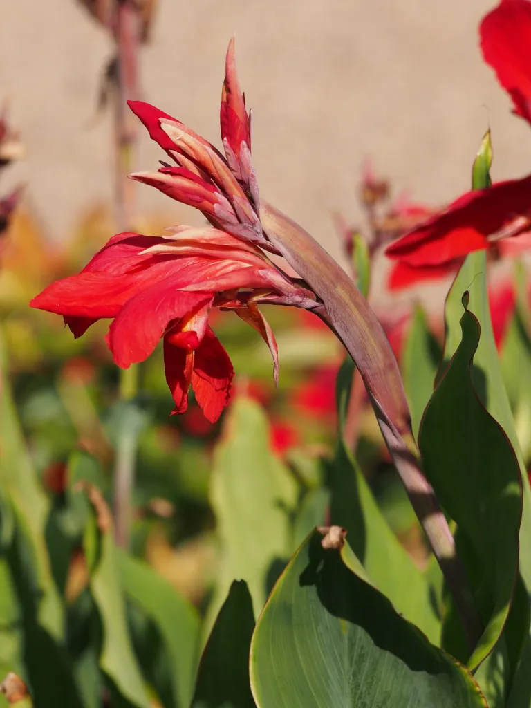 Canna 'Firebird' – v záhrade, fotografia rastliny