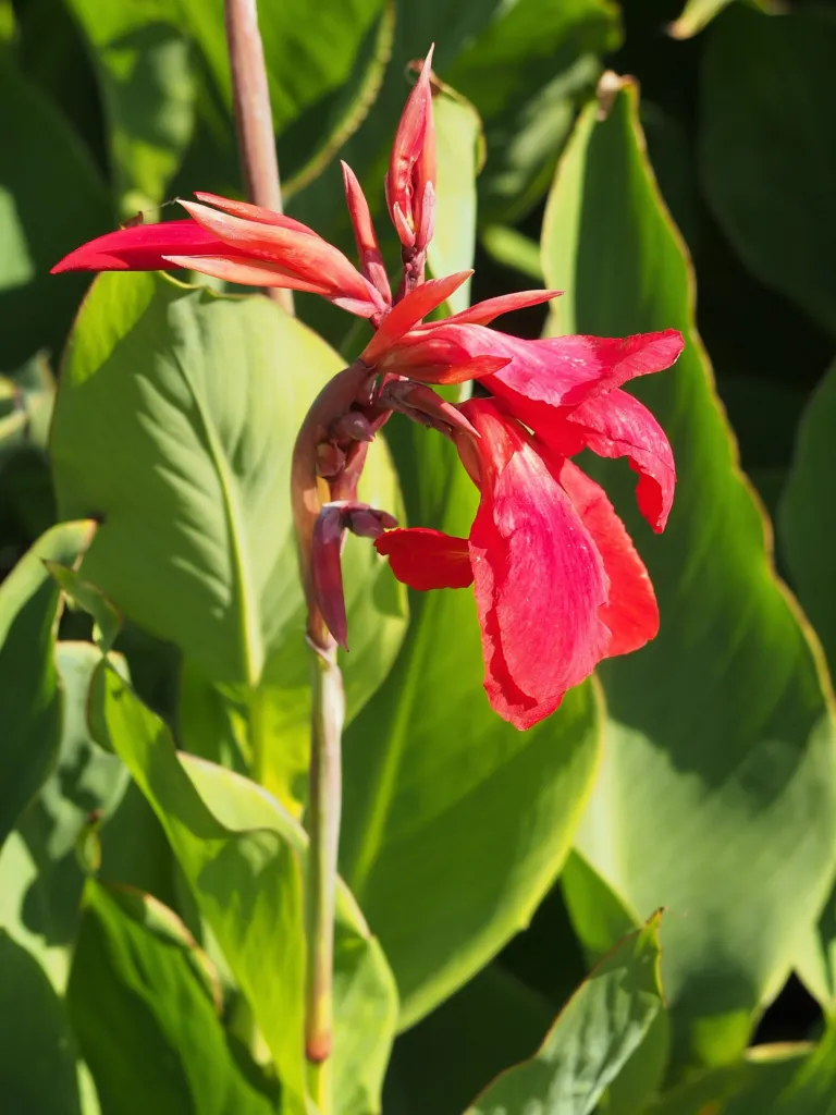 Canna 'Firebird' – v záhrade, fotografia rastliny