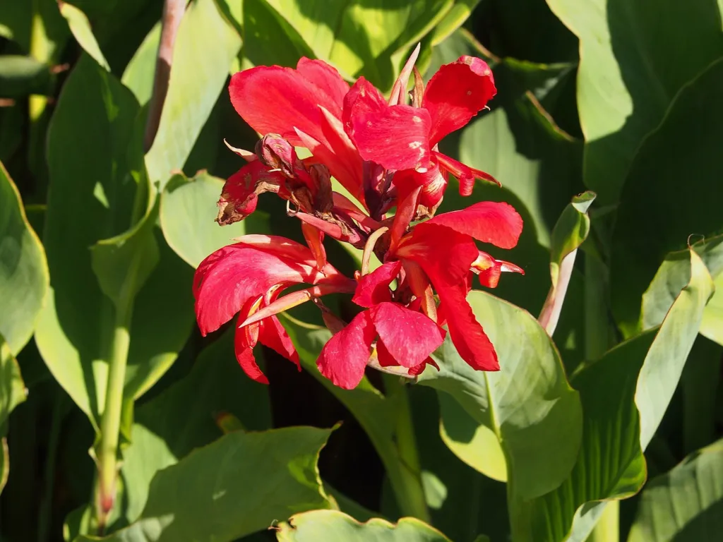Canna 'Firebird' – v záhrade, fotografia rastliny