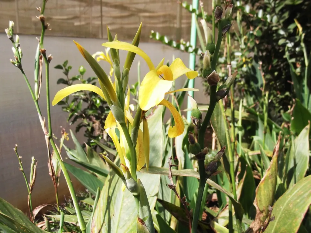 Canna glauca – (Canna glauca) – Blüten in Nahaufnahme, Pflanzenfoto